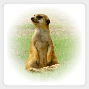 Meerkat Sticker